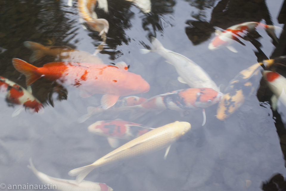 fish, Portland Japanese Garden in Fall,  Portland, Oregon 2014-0114