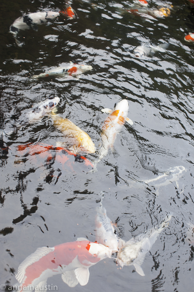 fish, Portland Japanese Garden in Fall,  Portland, Oregon 2014-0141