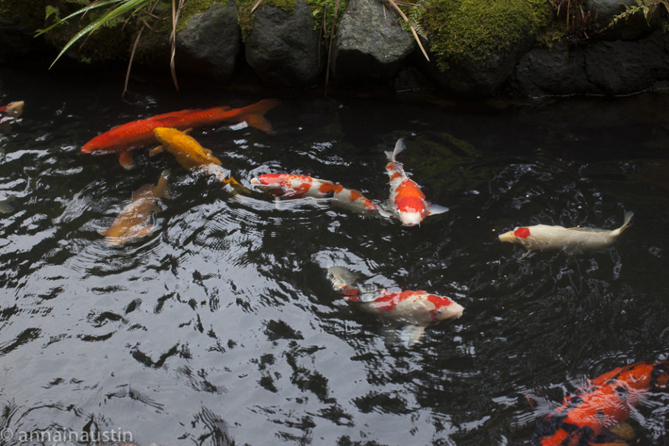 fish, Portland Japanese Garden in Fall,  Portland, Oregon 2014-0147