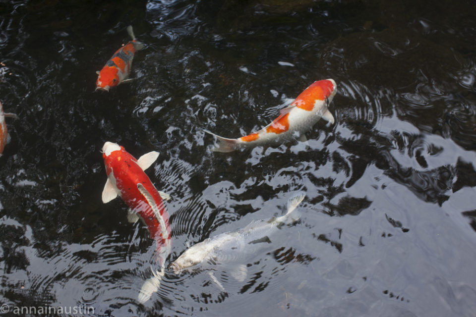 fish, Portland Japanese Garden in Fall,  Portland, Oregon 2014-0155