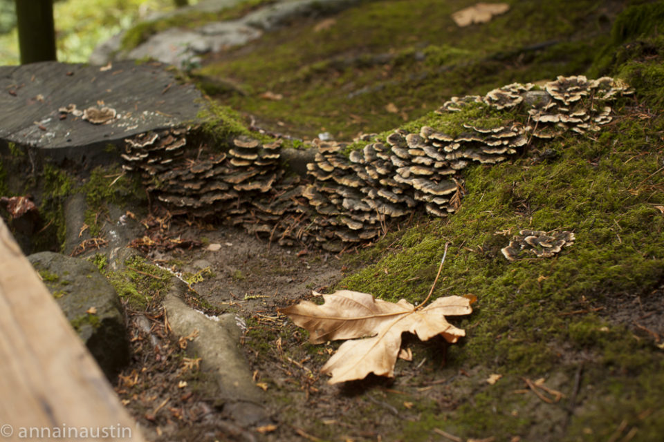 Portland Japanese Garden in Fall,  Portland, Oregon 2014-0227