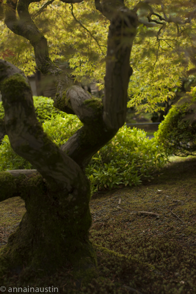 Portland Japanese Garden in Fall,  Portland, Oregon 2014-0283