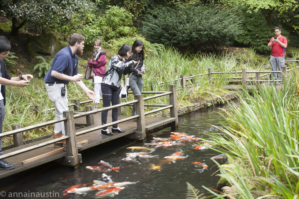 fish, Portland Japanese Garden in Fall,  Portland, Oregon 2014-0127