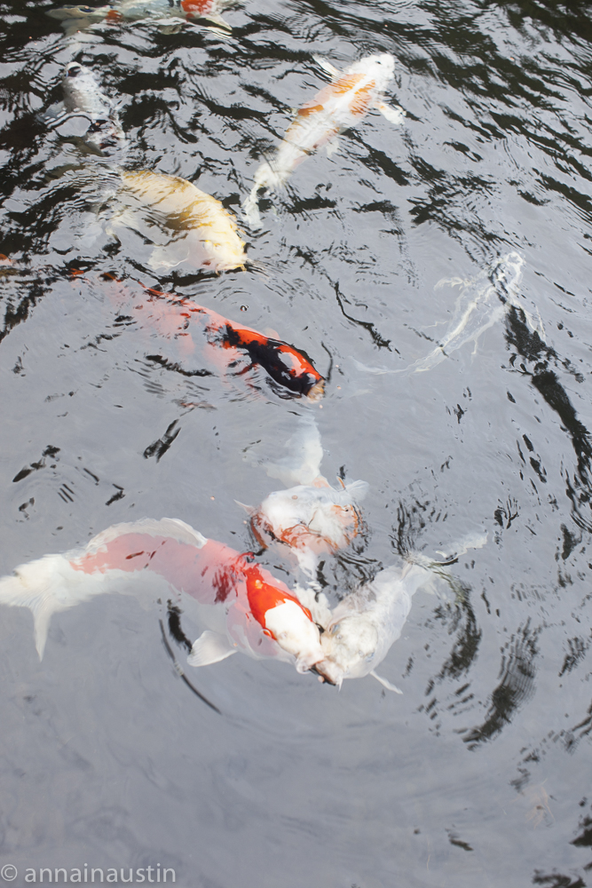 fish, Portland Japanese Garden in Fall,  Portland, Oregon 2014-0142